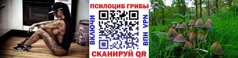Галлюциногенные грибы мицелий  Новоалександровск 